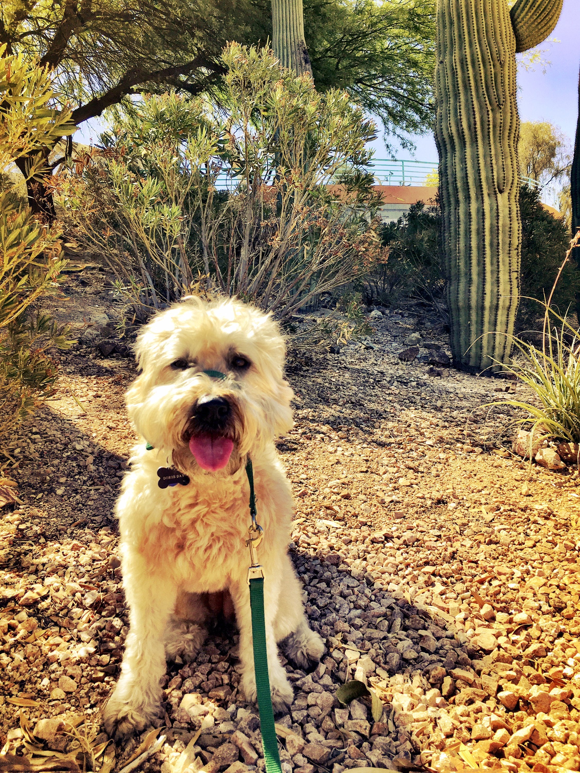 Day 1- Desert drive to Tucson